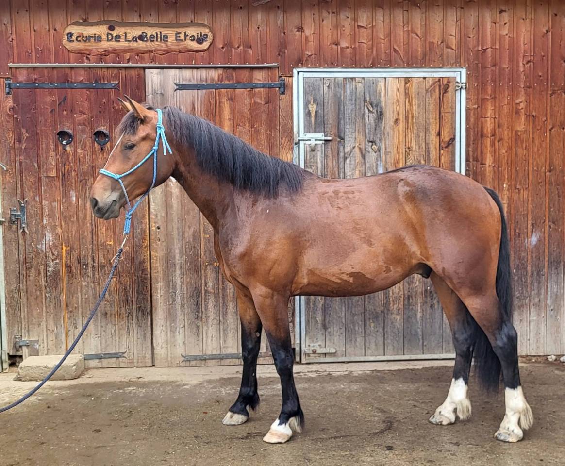 Vend  franche montagne 3 ans 