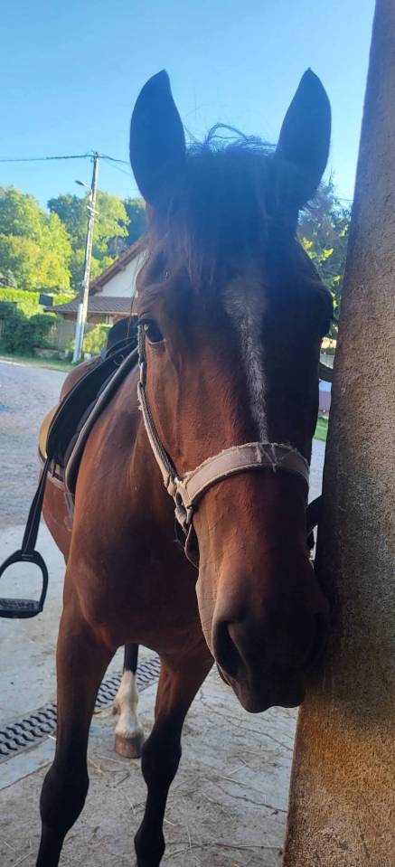 Vend  franche montagne 3 ans 