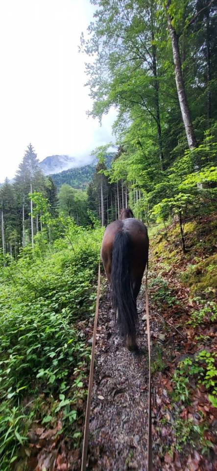 Vend  franche montagne 3 ans 