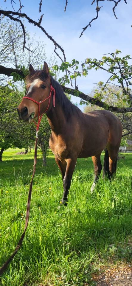 Vend  franche montagne 3 ans 