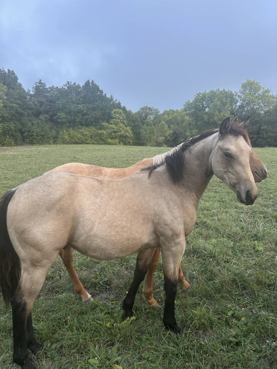 Poulain quarter horse 
