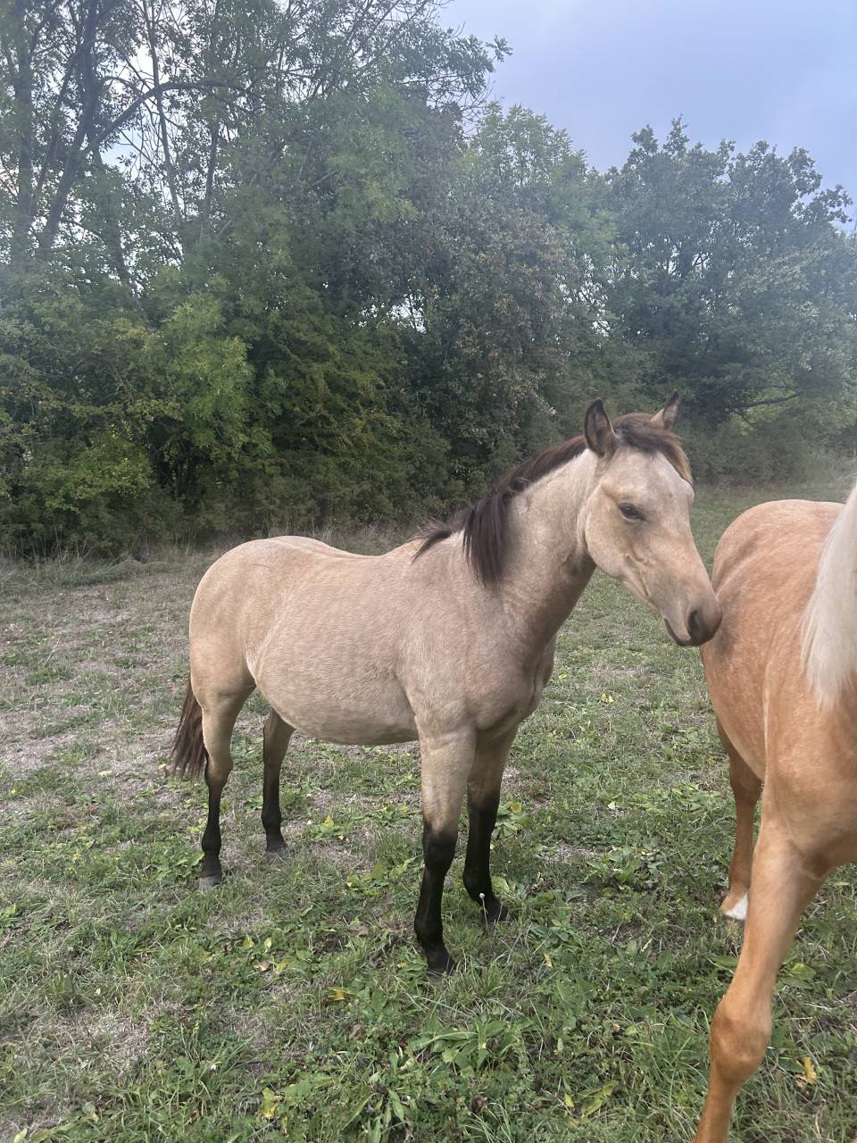Poulain quarter horse 