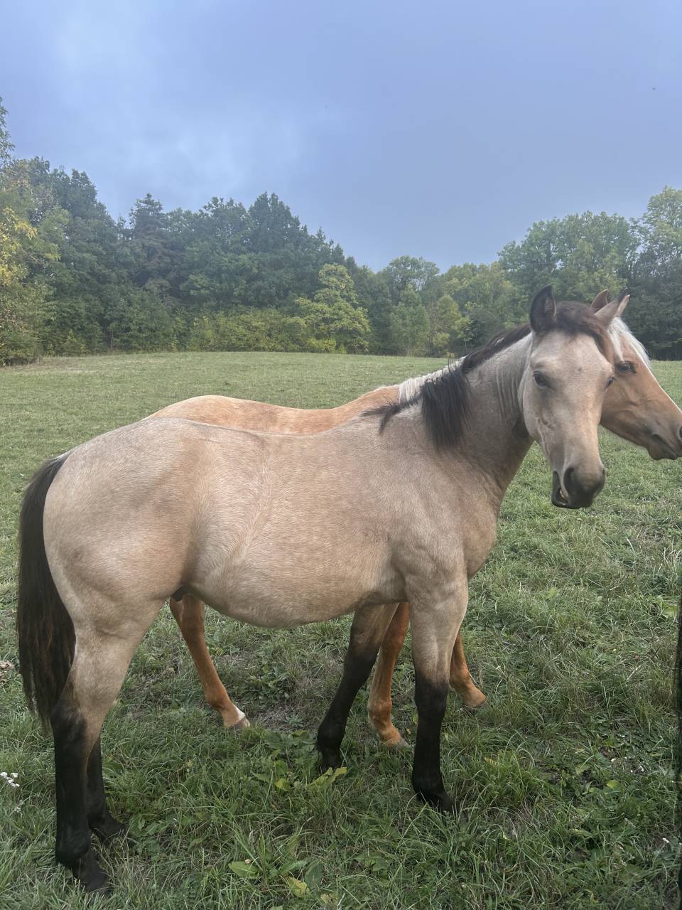 Poulain quarter horse 
