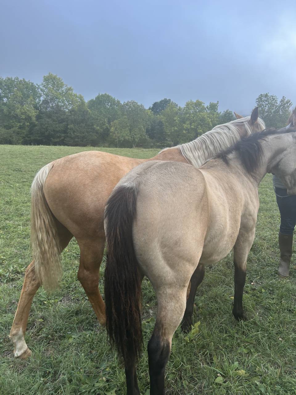 Poulain quarter horse 