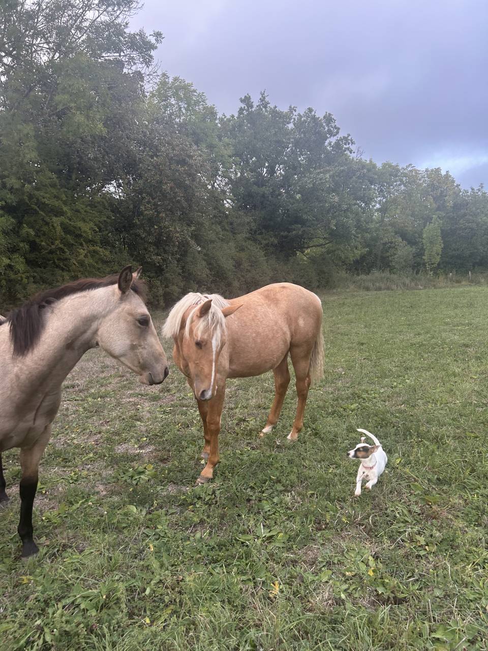 Poulain quarter horse 