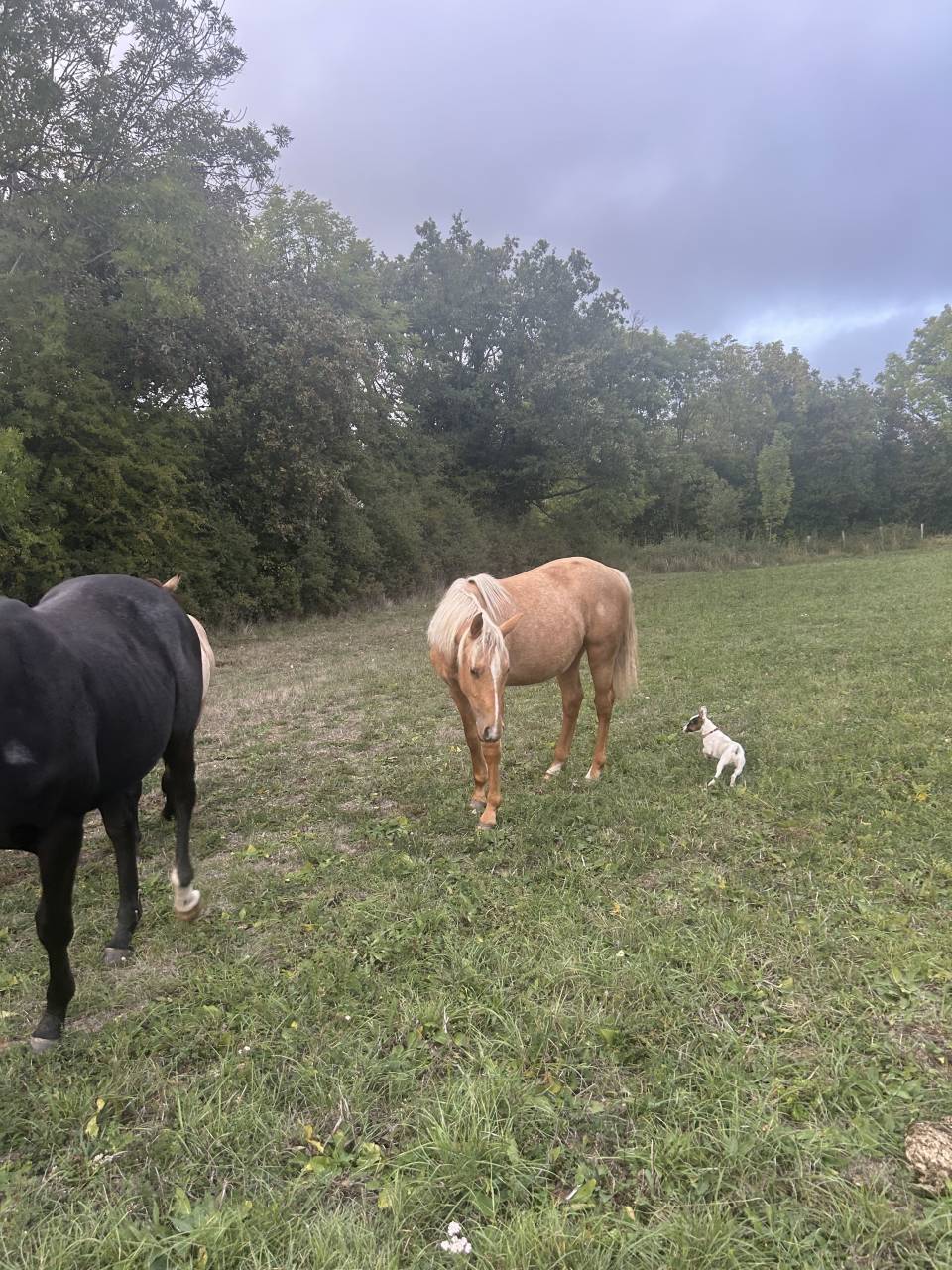 Poulain quarter horse 