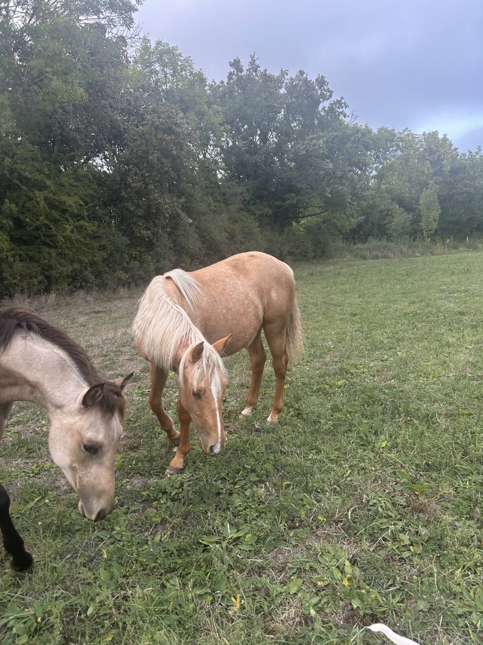 Poulain quarter horse 