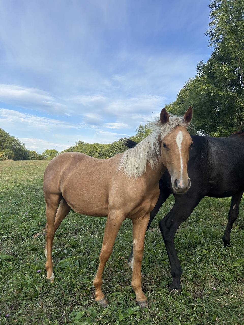 Poulain quarter horse 