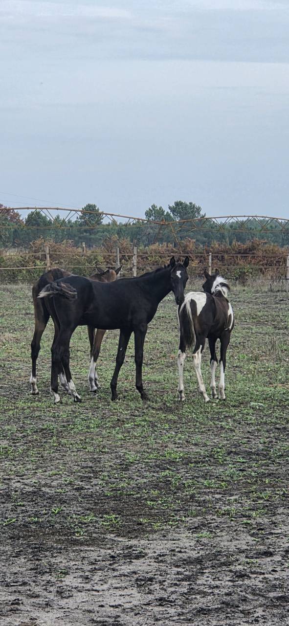 Poulain DSA Akhal teke noir