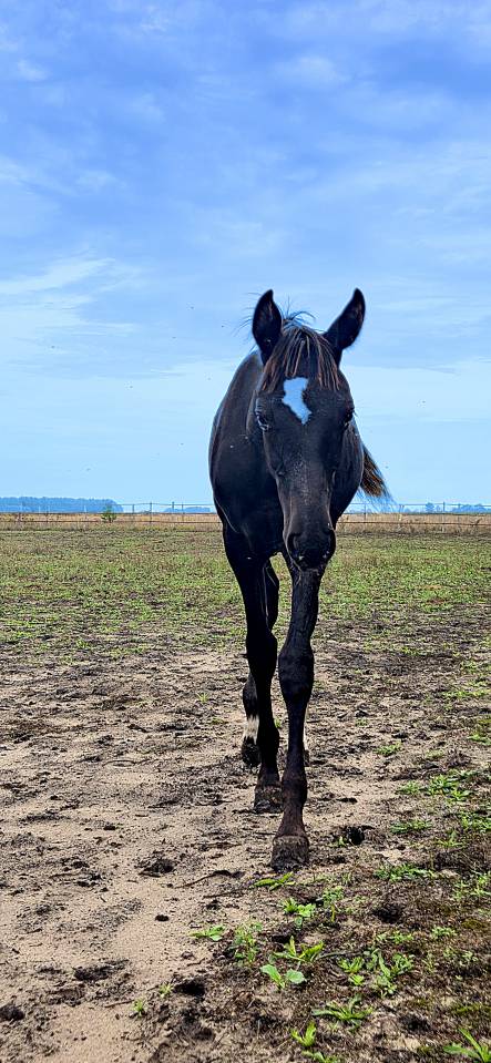 Poulain DSA Akhal teke noir