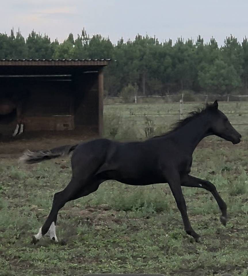 Poulain DSA Akhal teke noir