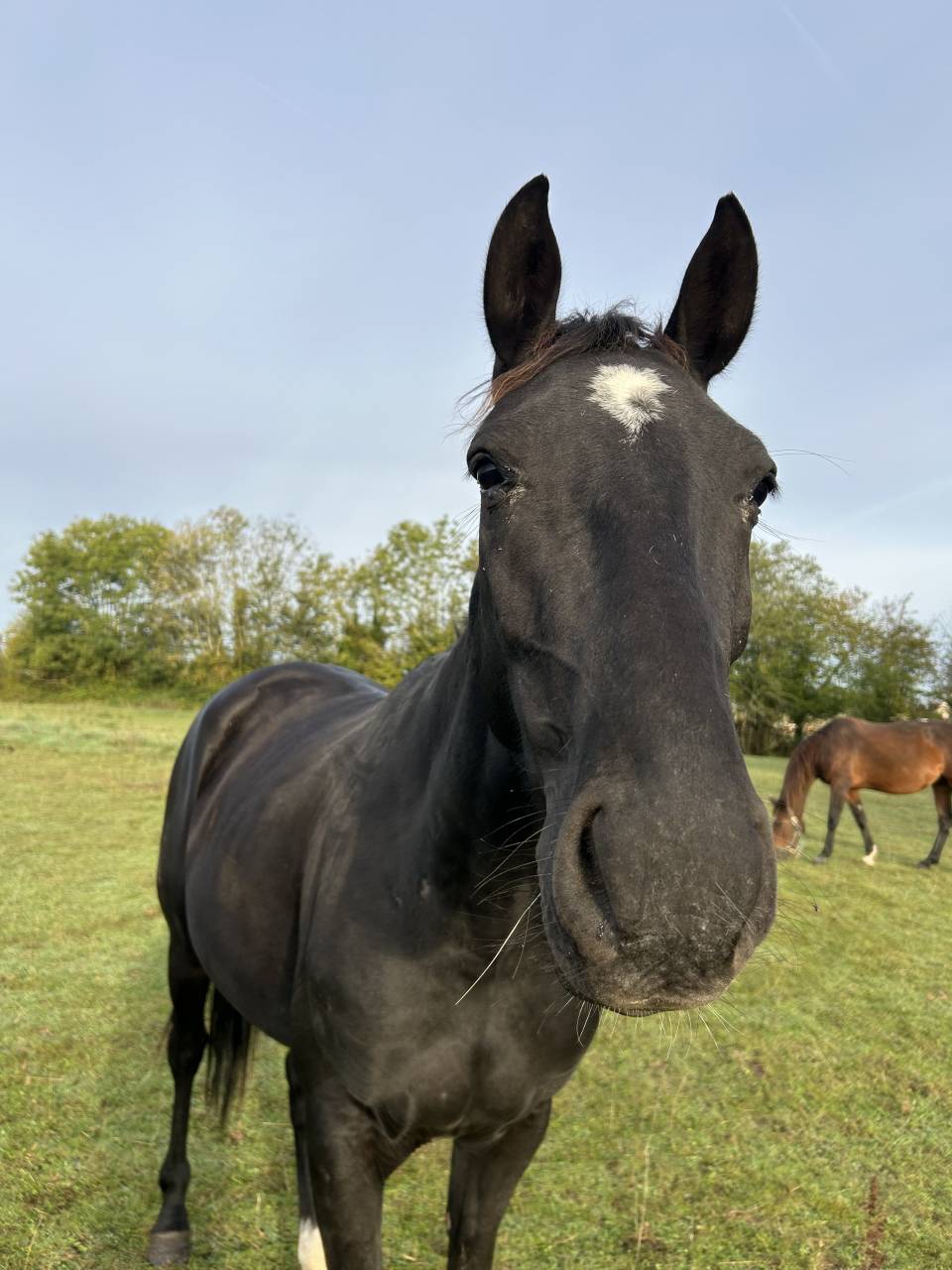 Poulini&egrave;re &agrave; vendre 
