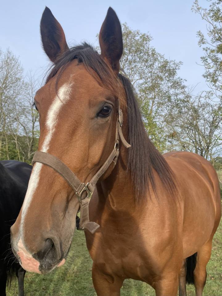 Trotteuse fran&ccedil;aise &agrave; vendre 