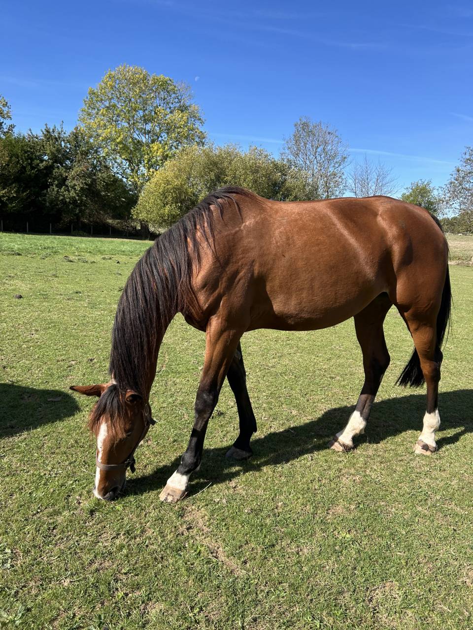 Trotteuse fran&ccedil;aise &agrave; vendre 