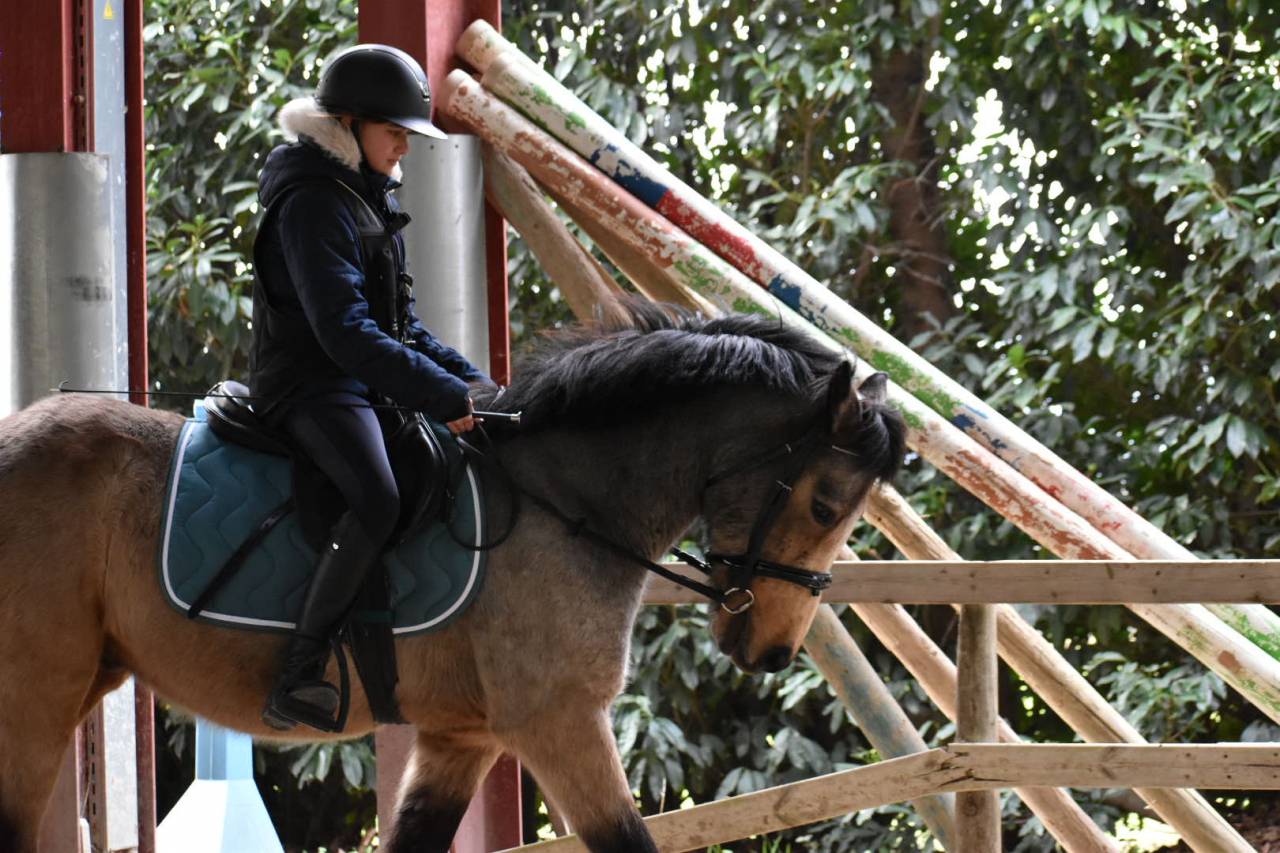 Poney Connemara