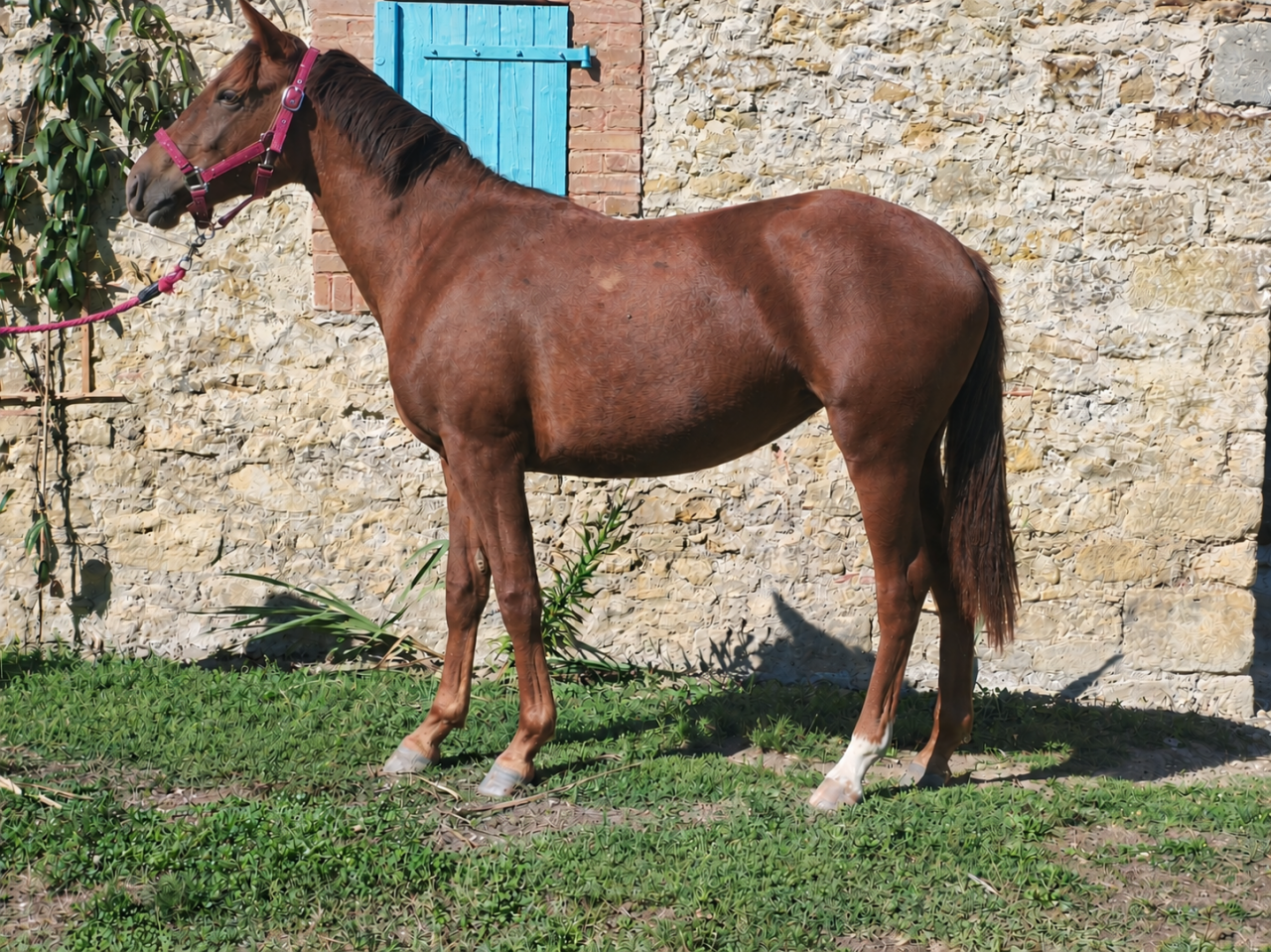 Ponette PFS 1 an