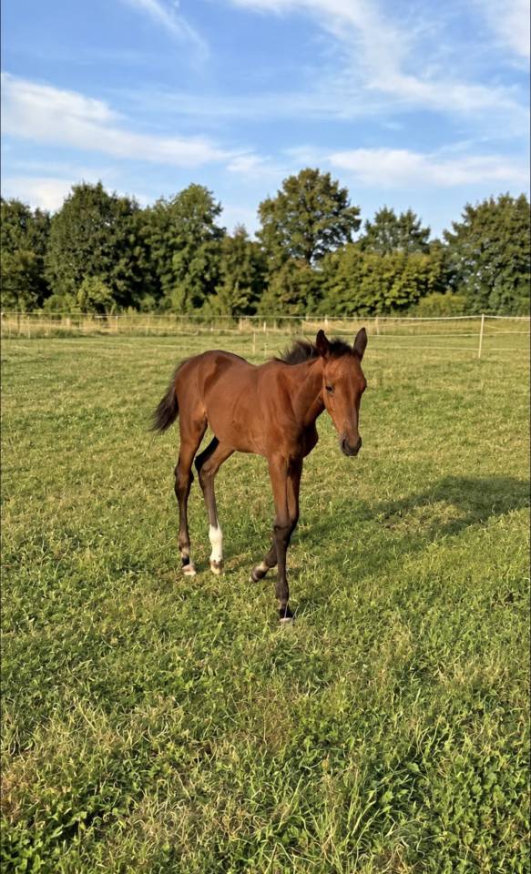 Pouliche consul Dl vie X Jarnac x Quidam 