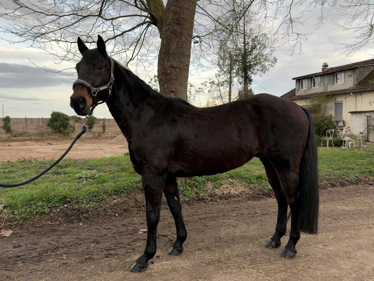 Quatre horse