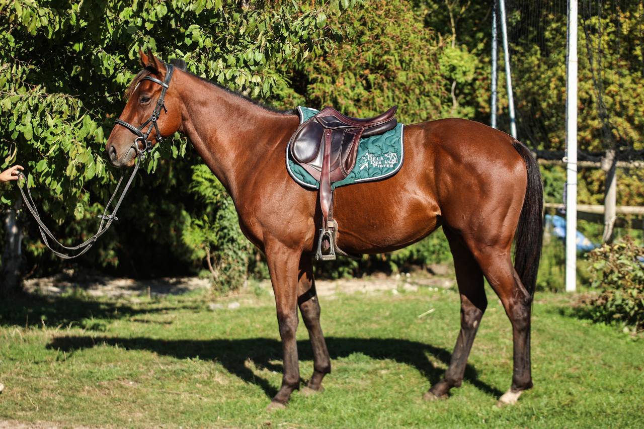 GEORGES - 3ans (4 en janvier) - 1m62