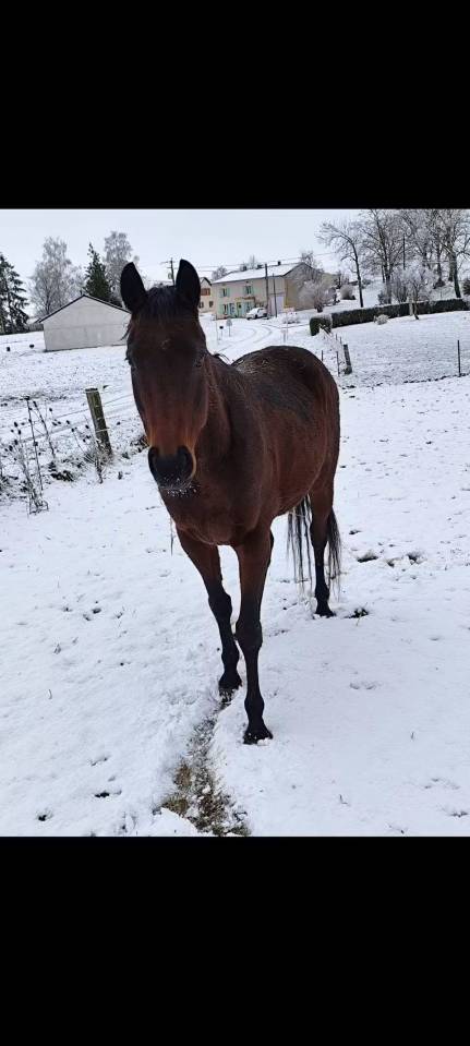 Jument - ITA de balme Aqps de 8 ans 