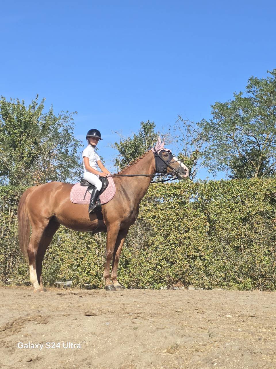 Jument selle francais A 