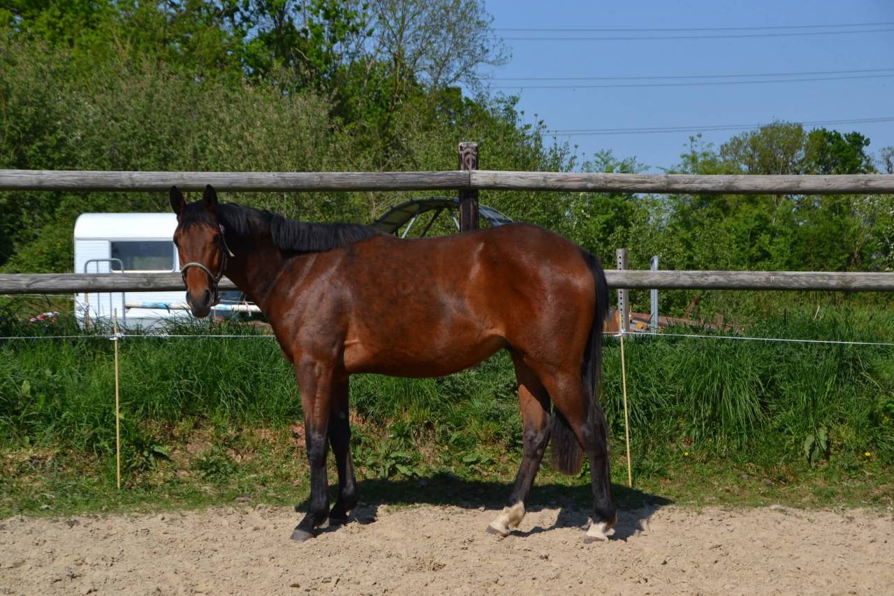 Petit cheval sport &agrave; vendre