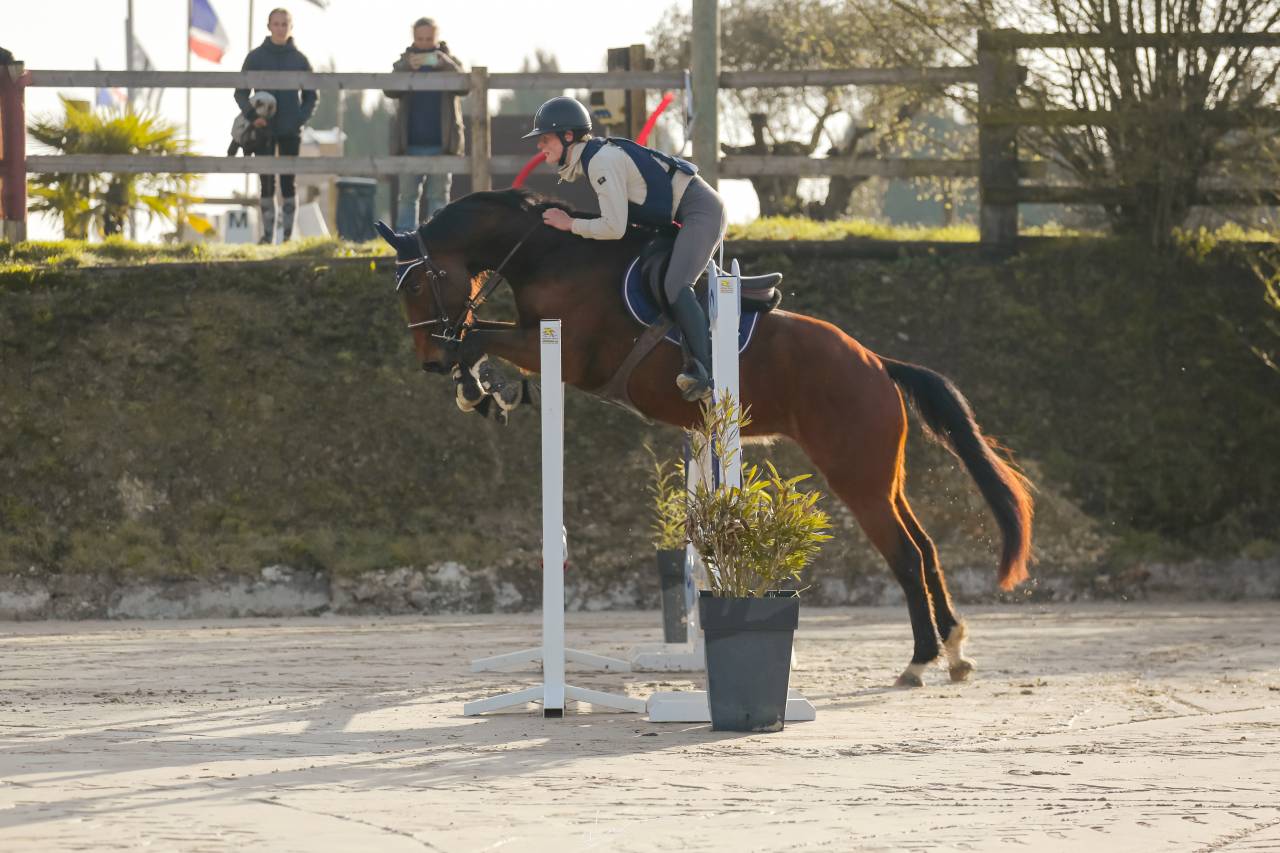 Petit cheval sport &agrave; vendre