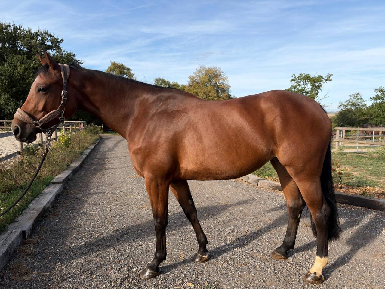 Jument de CSO de 5 ans &ndash; id&eacute;al pour un amateur 