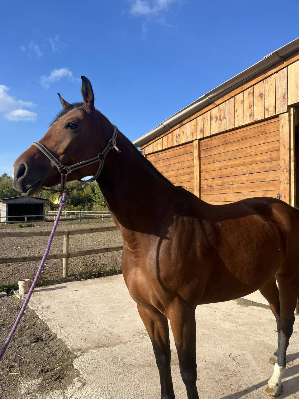 Jument de CSO de 5 ans &ndash; id&eacute;al pour un amateur 