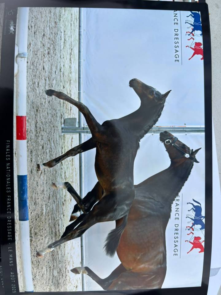 Hongre Selle Fran&ccedil;ais 2025 Dressage 