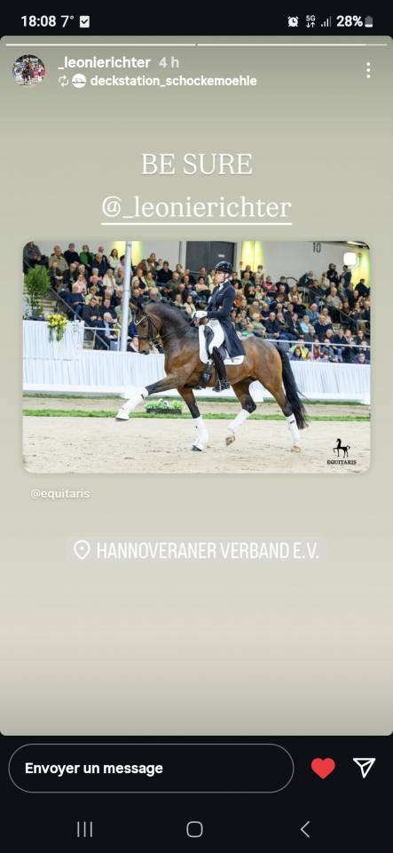 Hongre Selle Fran&ccedil;ais 2025 Dressage 