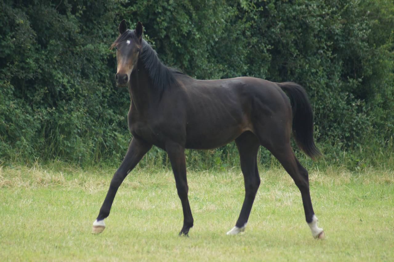 Hongre Selle Fran&ccedil;ais 2025 Dressage 