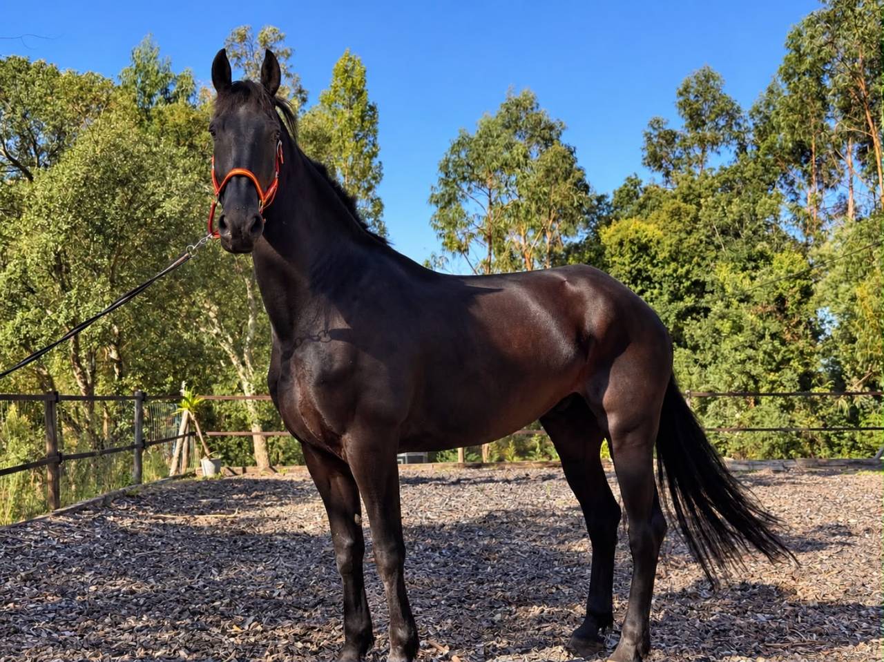 Cheval Frison 6 ans 