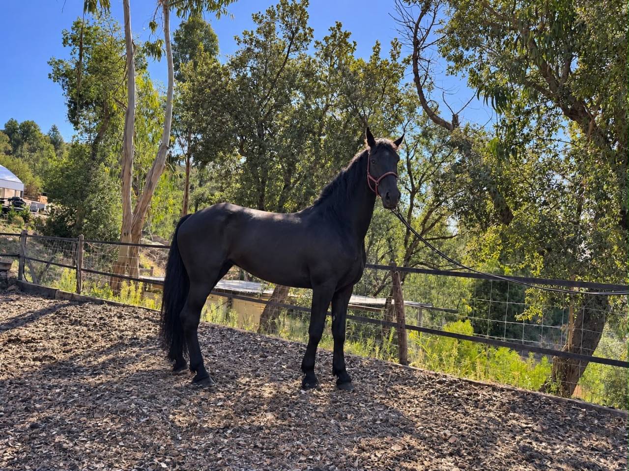 Cheval Frison 6 ans 