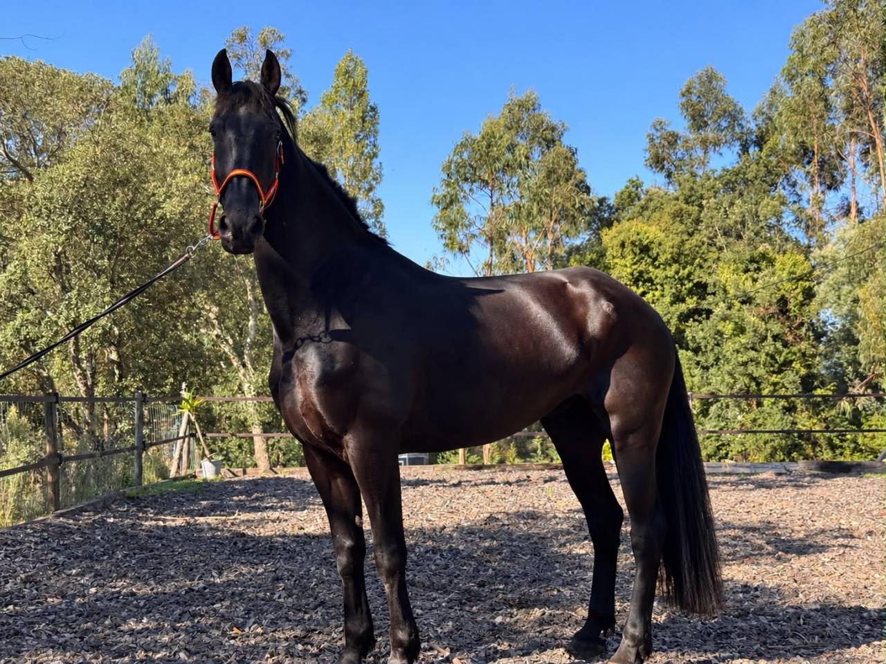 Cheval Frison 6 ans 