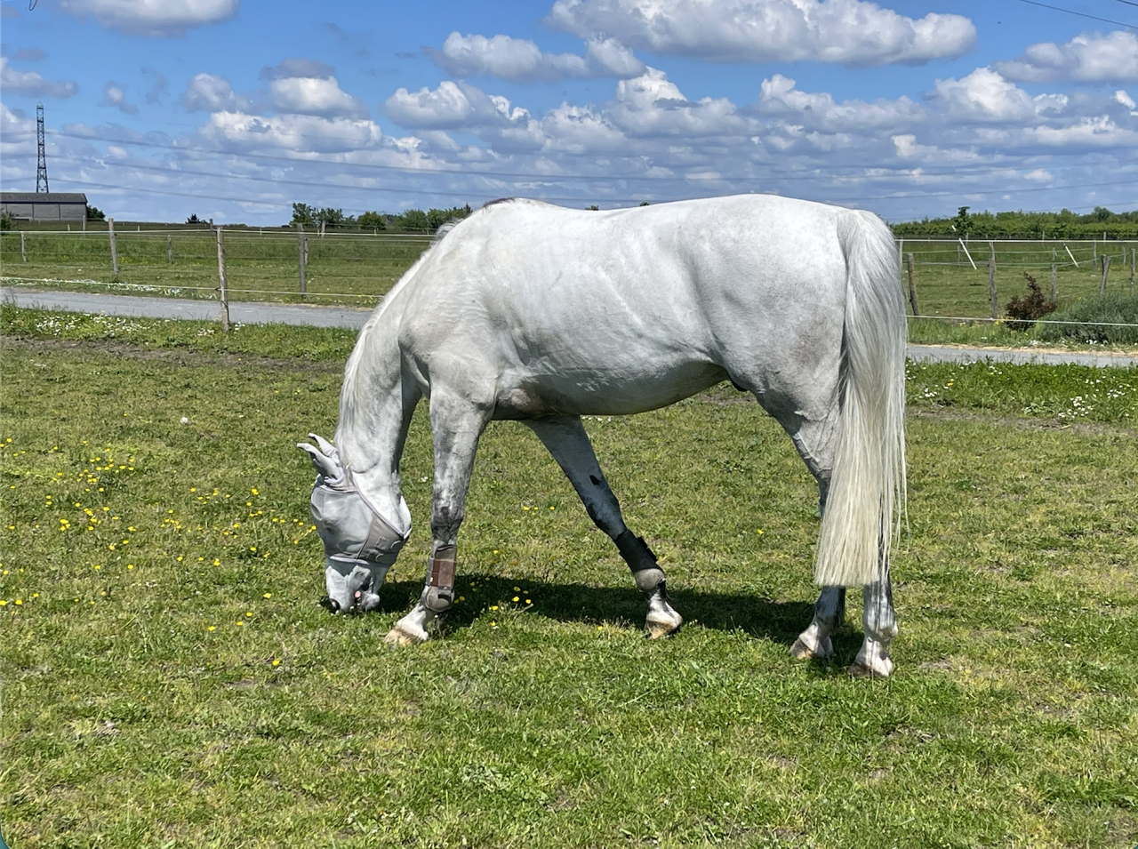 Cheval &agrave; vendre &ndash; Selle Fran&ccedil;ais &ndash; 11 ans &ndash; CSO 130 cm
