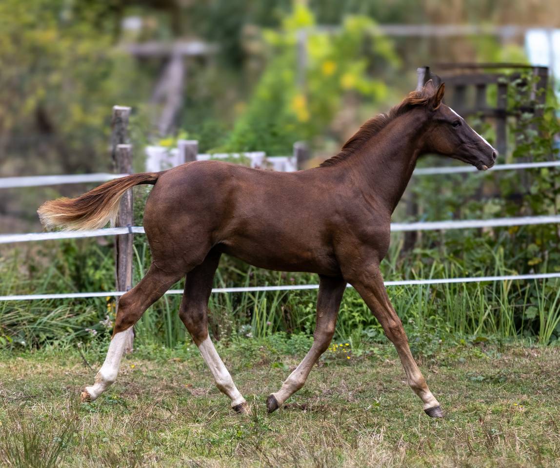 Poulain par Candy de Nantuel x Kannan