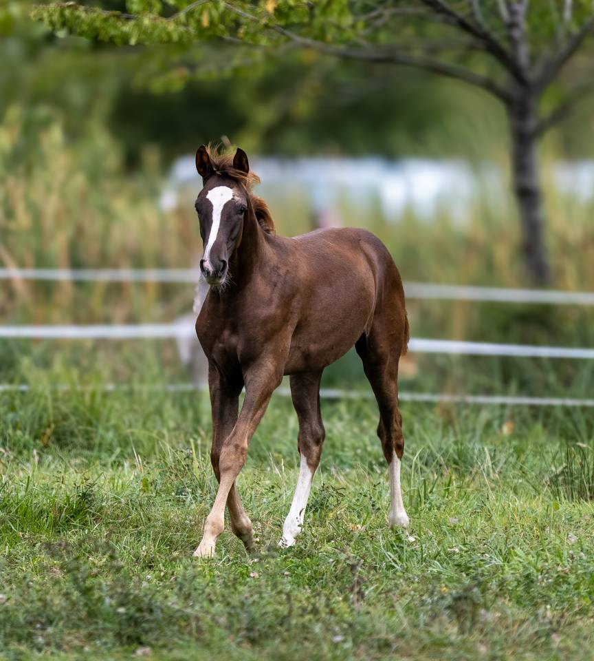 Poulain par Candy de Nantuel x Kannan