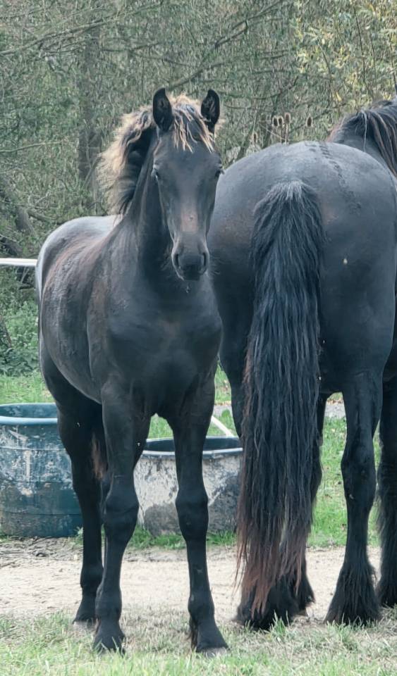 Magnifique poulain Frison PP disponible 