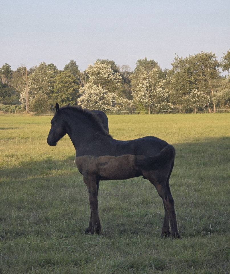 Magnifique poulain Frison PP disponible 