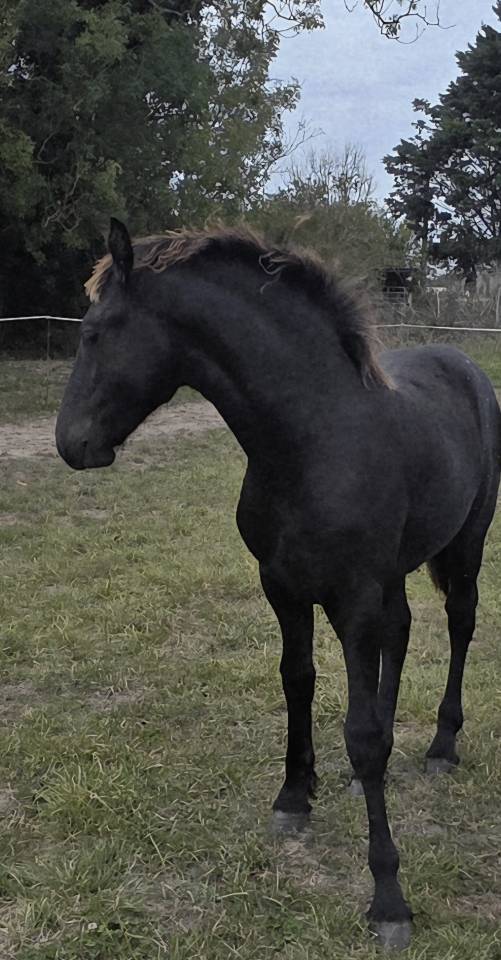 Magnifique poulain Frison PP disponible 