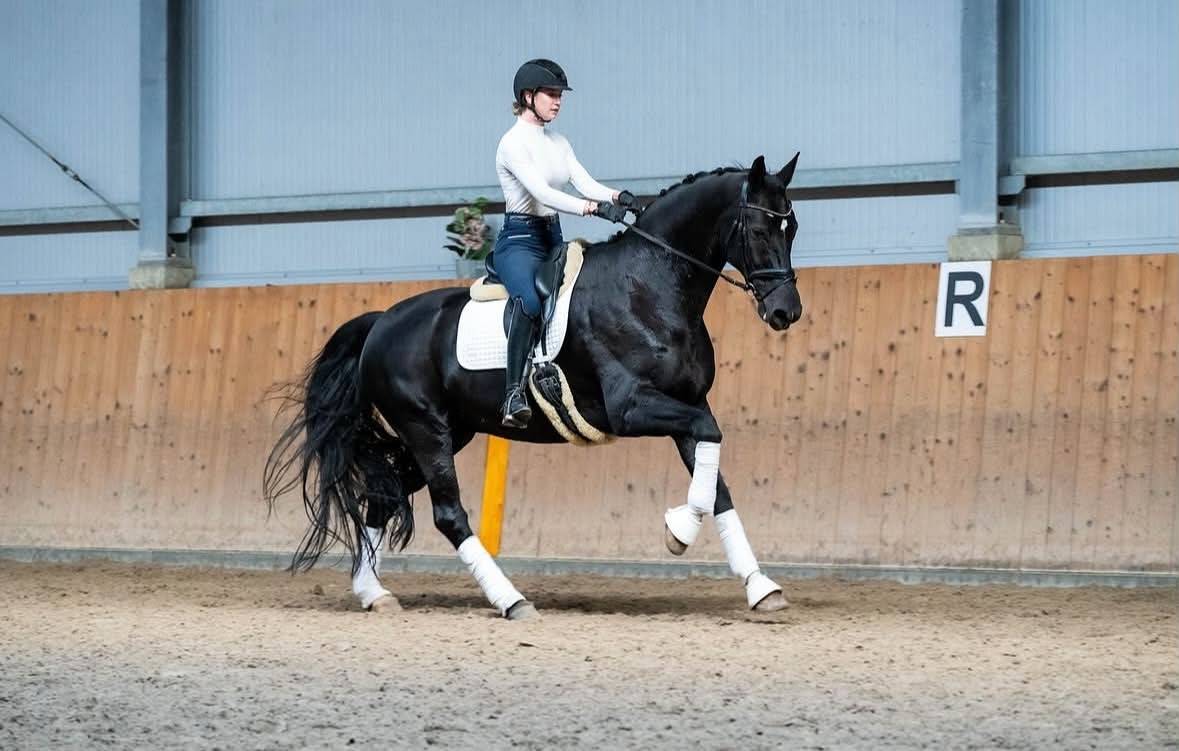 FALCAO | FEI Dressage Horse for Sale | &euro;66,000