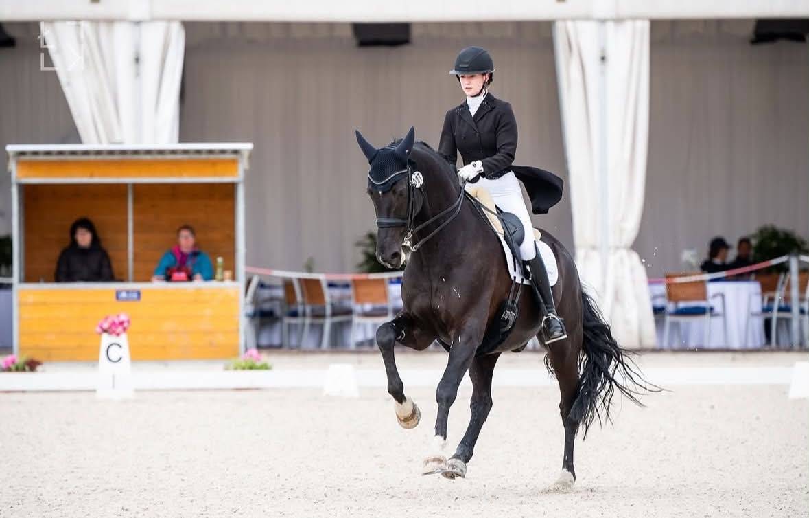 FALCAO | FEI Dressage Horse for Sale | &euro;66,000