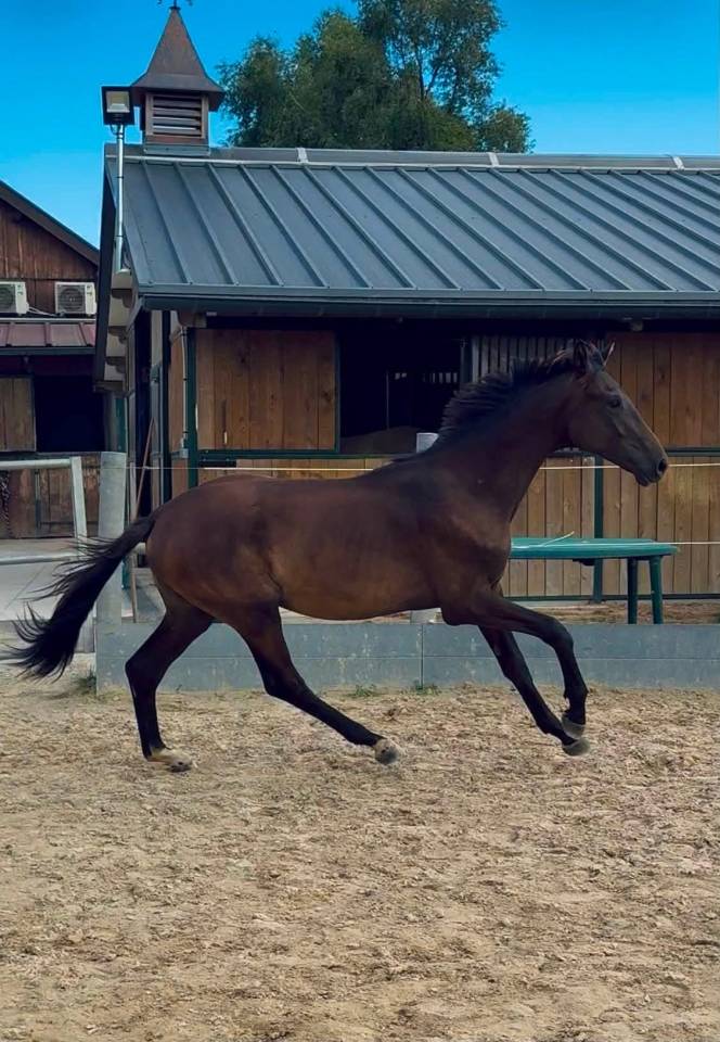Poulain SF origines Dressage