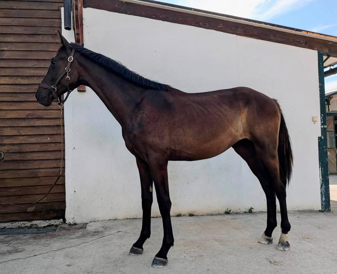 Poulain SF origines Dressage
