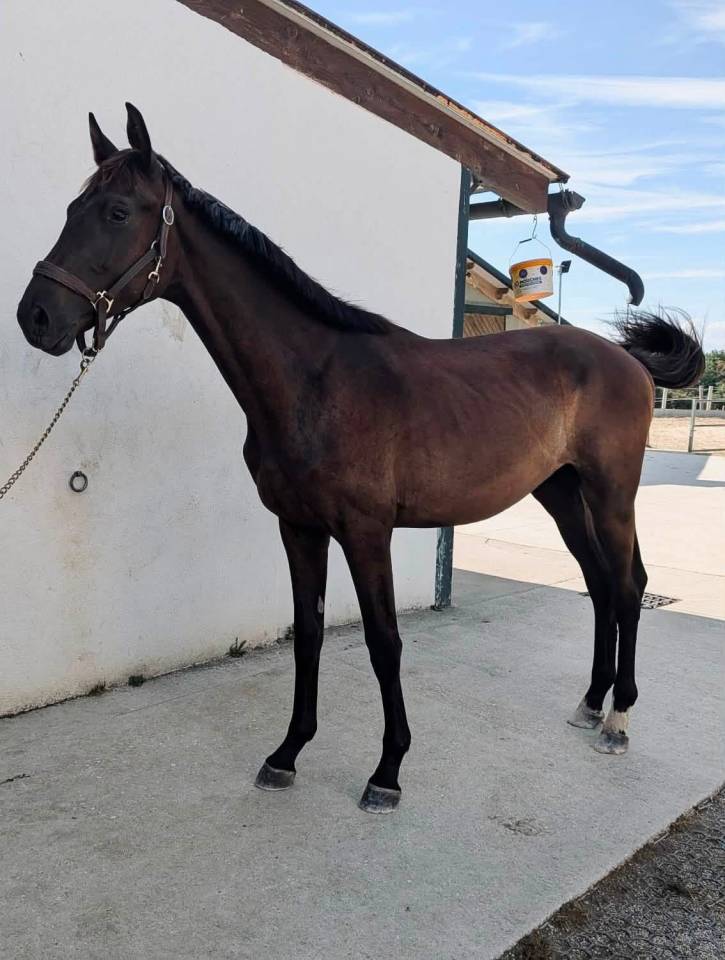 Poulain SF origines Dressage