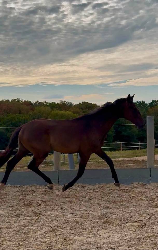 Poulain SF origines Dressage