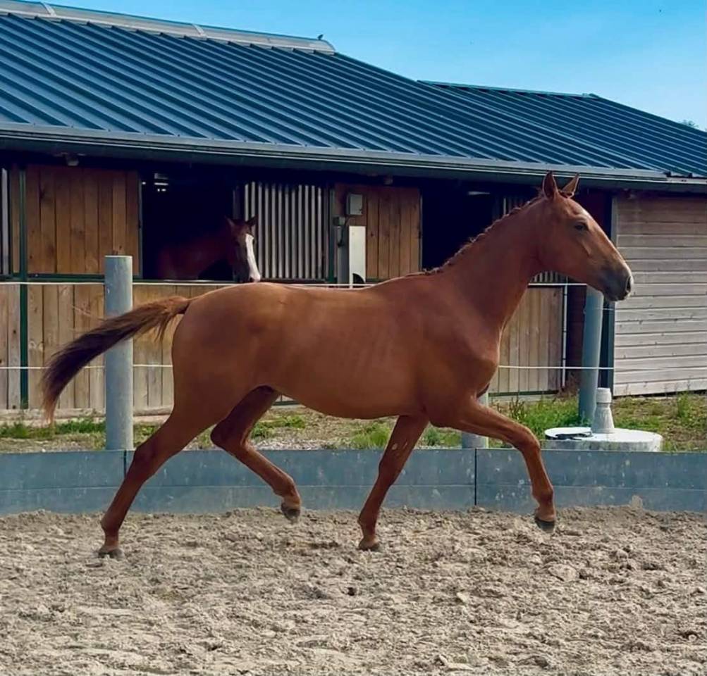 Poulain Lusitanien x Oldenbourg 