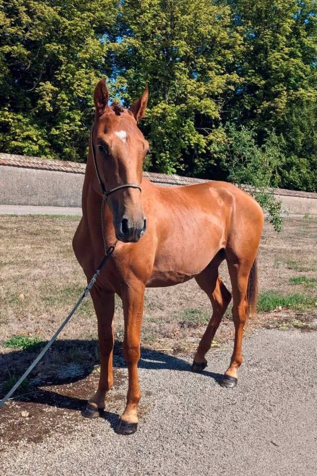 Poulain Lusitanien x Oldenbourg 