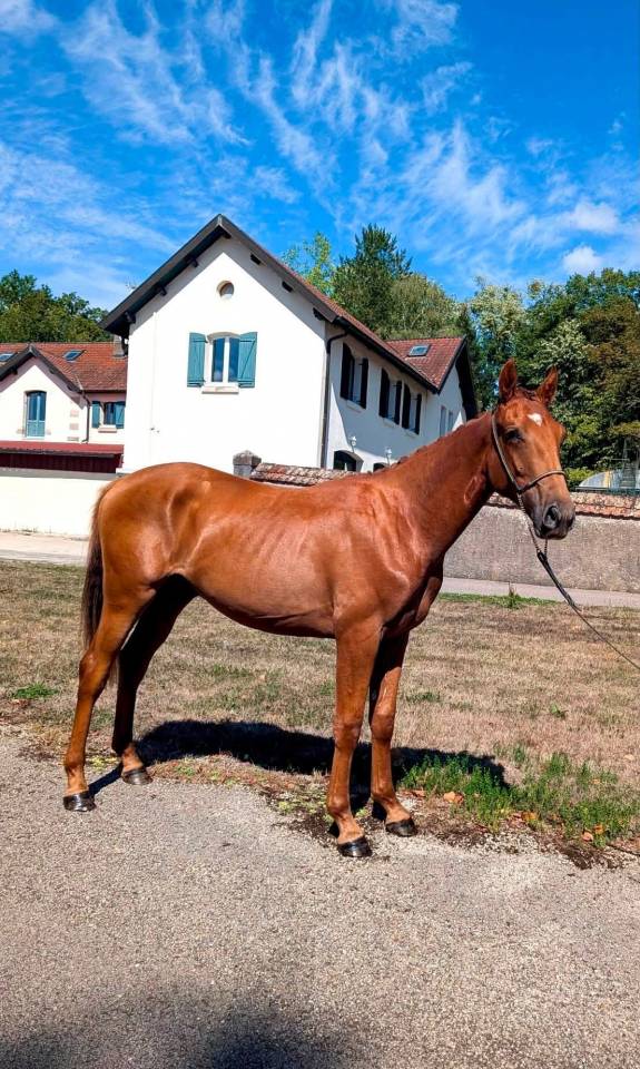 Poulain Lusitanien x Oldenbourg 